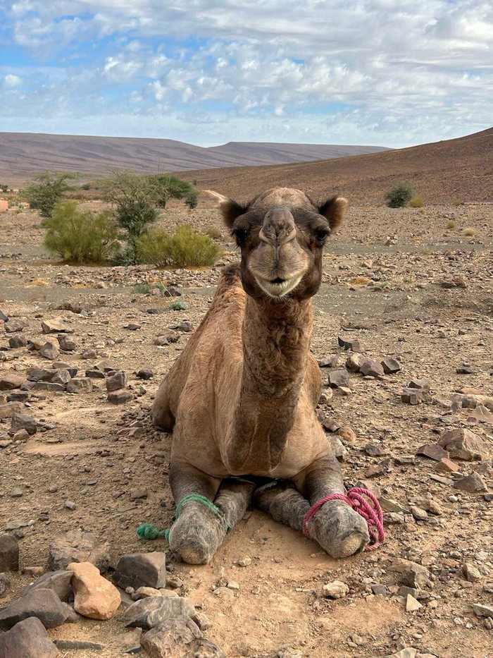 Dromedary camel Morocco desert
