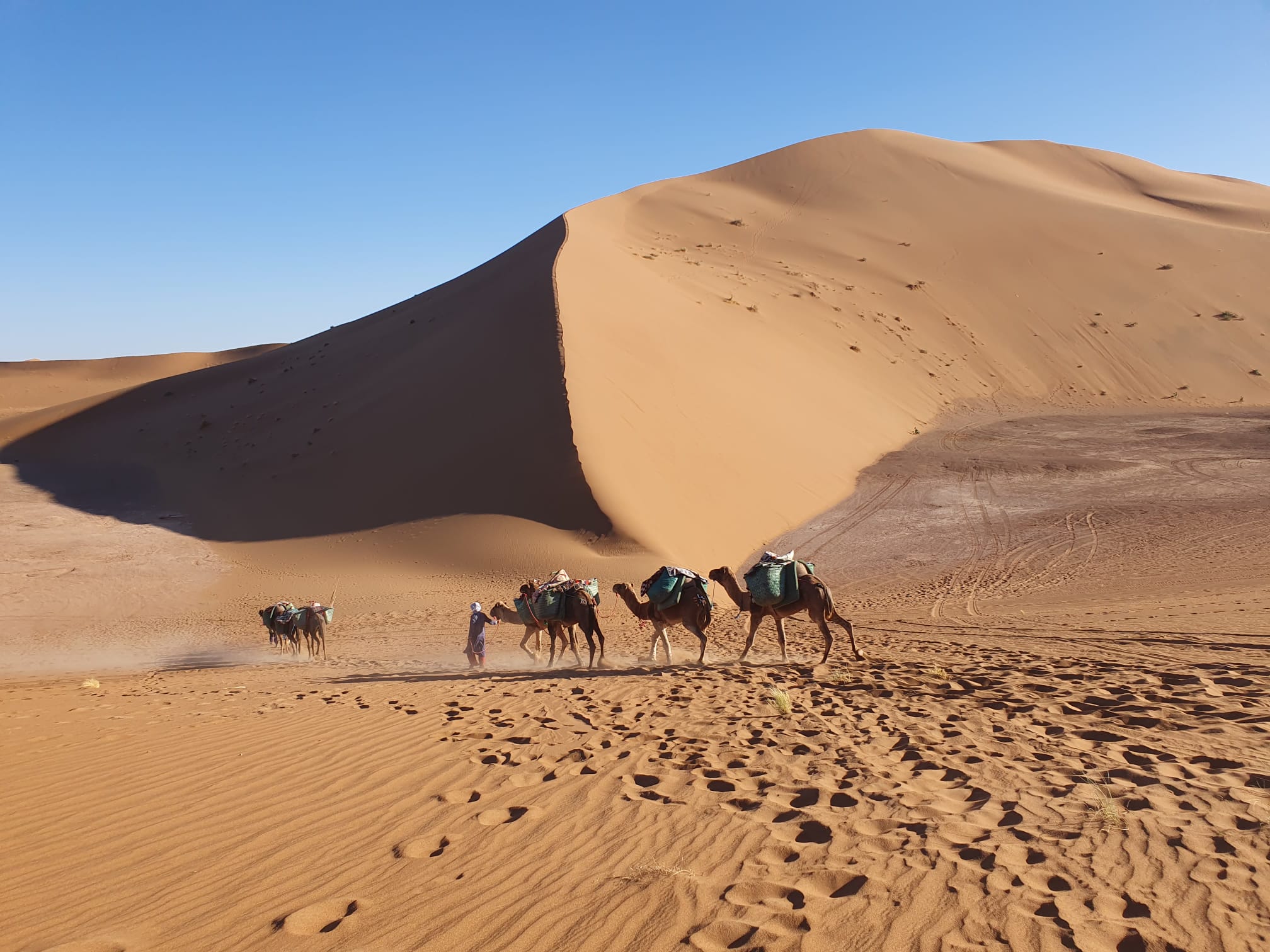 Camel trekking Sahara Morocco at sunset