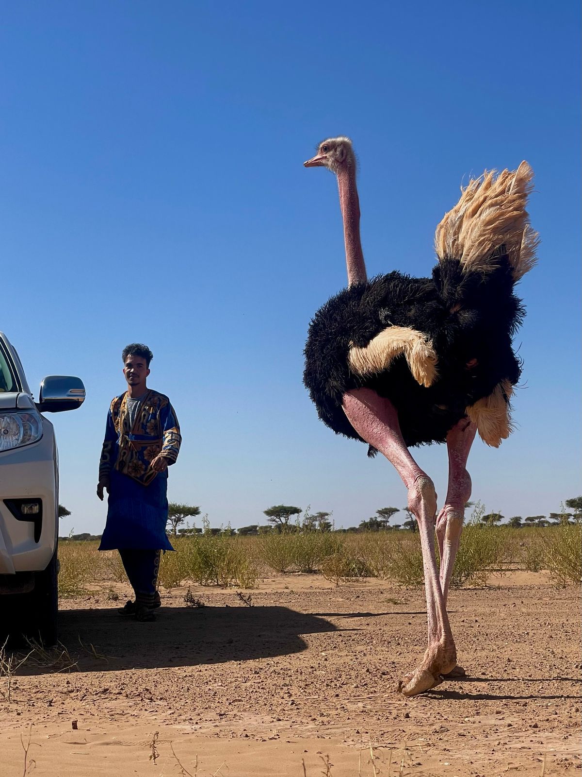 Ostrich Moroccan desert wildlife